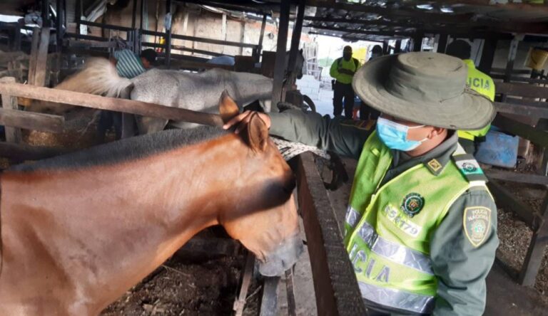 CABALLO COCHERO