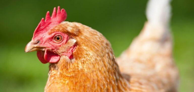 pollo