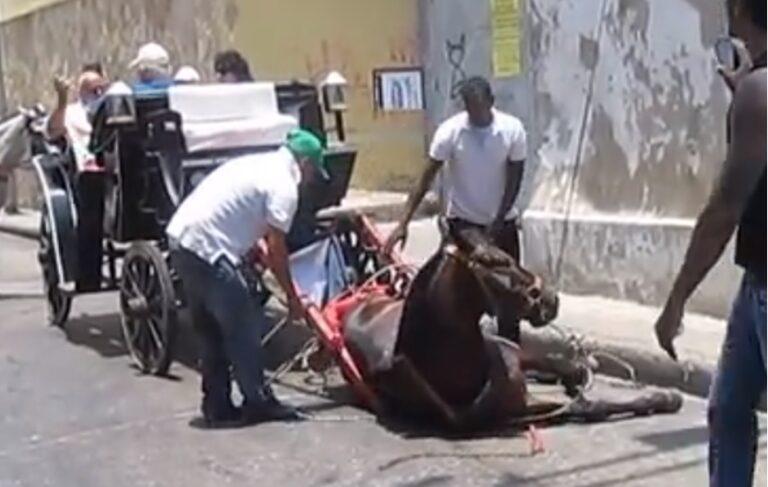 CABALLO DESPLOMADO