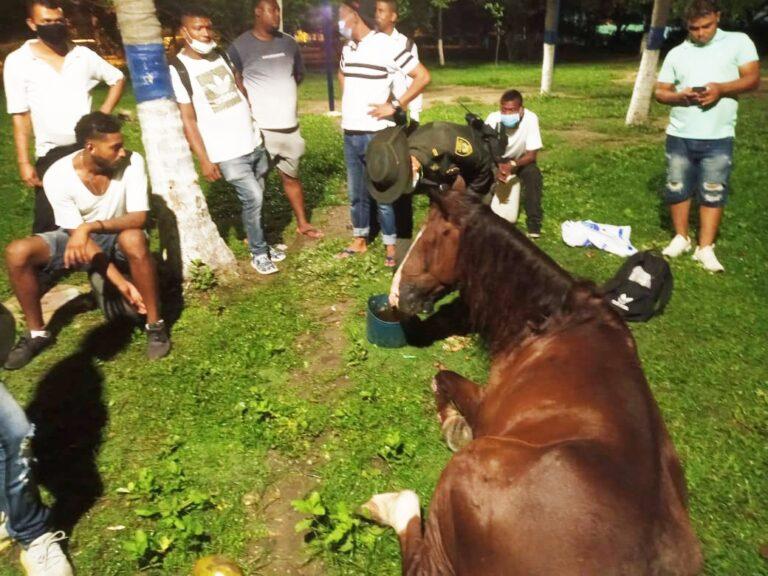 caballo desplomado