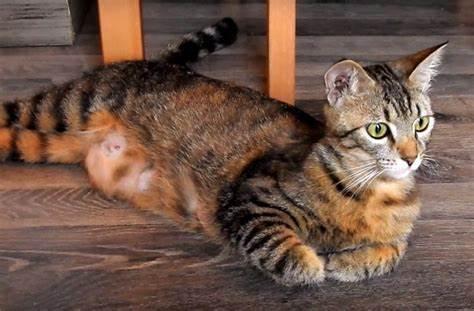 gata