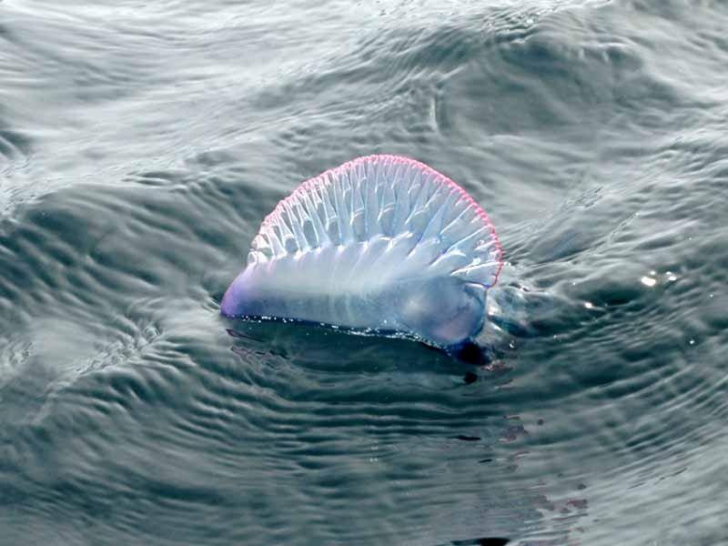 fragata en el agua