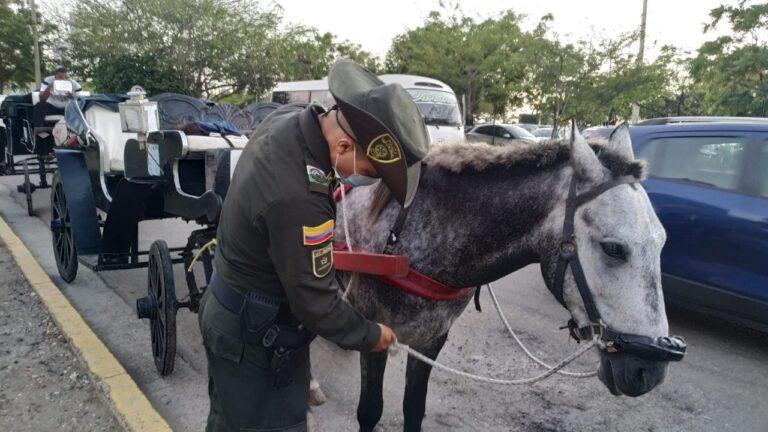 CABALLO POLICIA