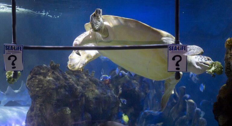 La tortuga 'Yellow' predice la victoria del Liverpool
