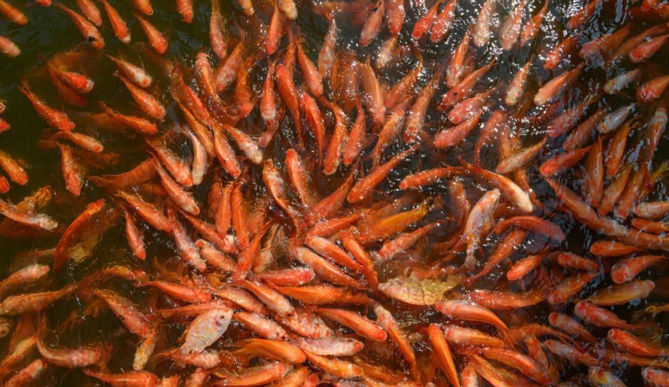TILAPIA ROJA OKOK