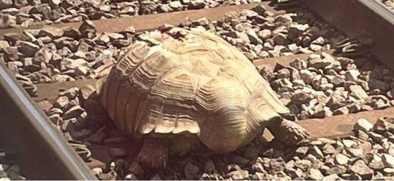 esta es de la tortuga