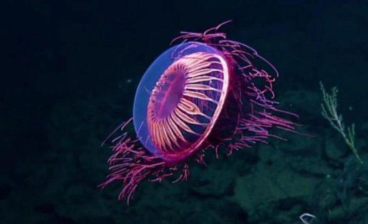 medusa-mexico-fuegos-artificiales-516x315
