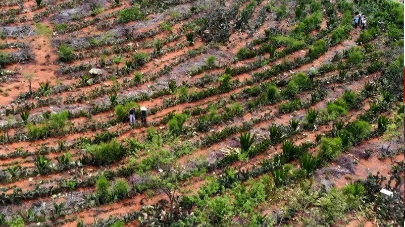 agricultura