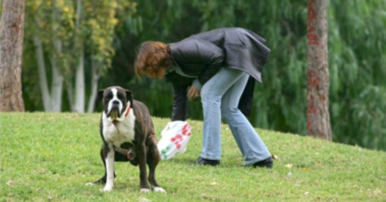 perro cagando