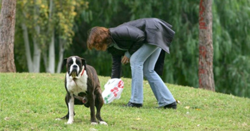 perro cagando