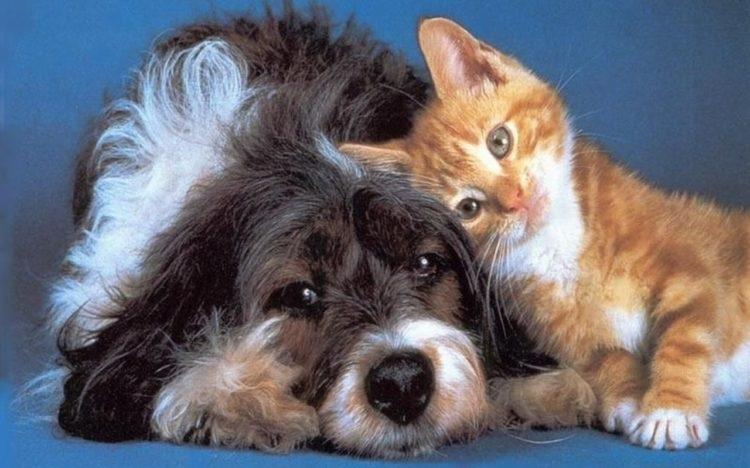 perros y gatos