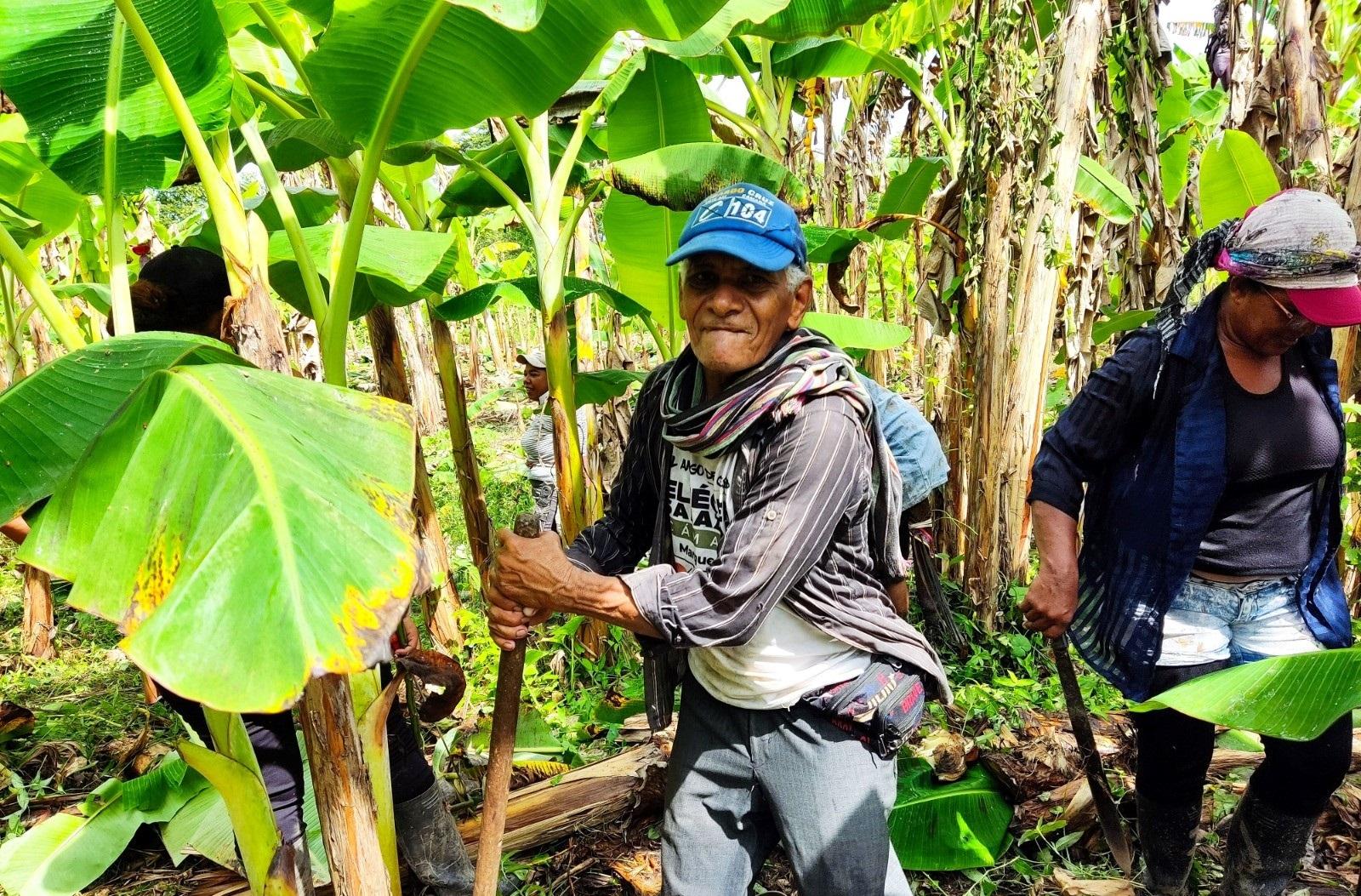 cultivando platano