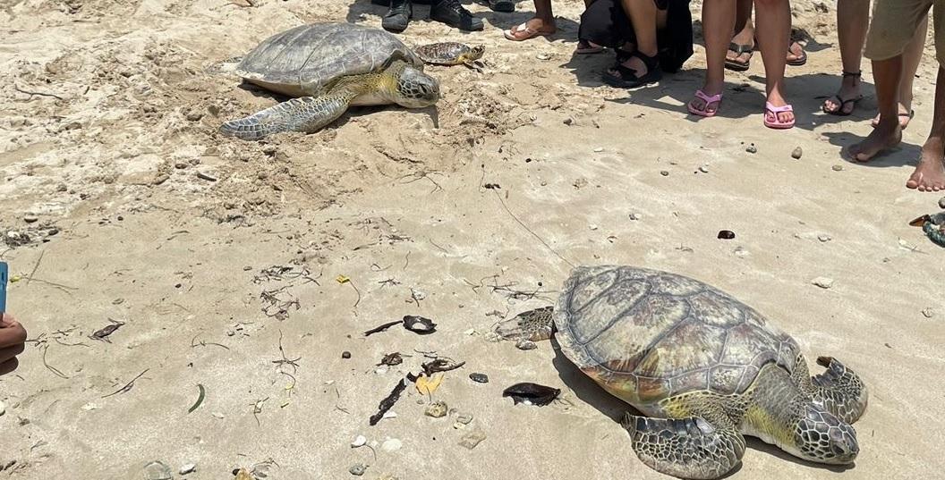 cinco tortugas okok