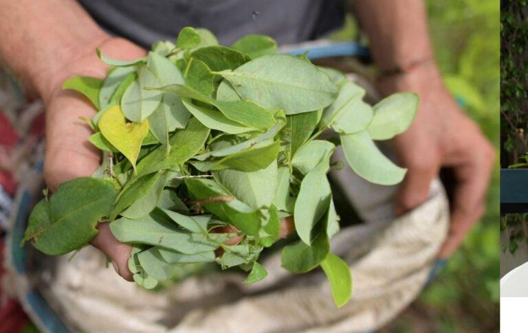 cultivos de coca en colombia