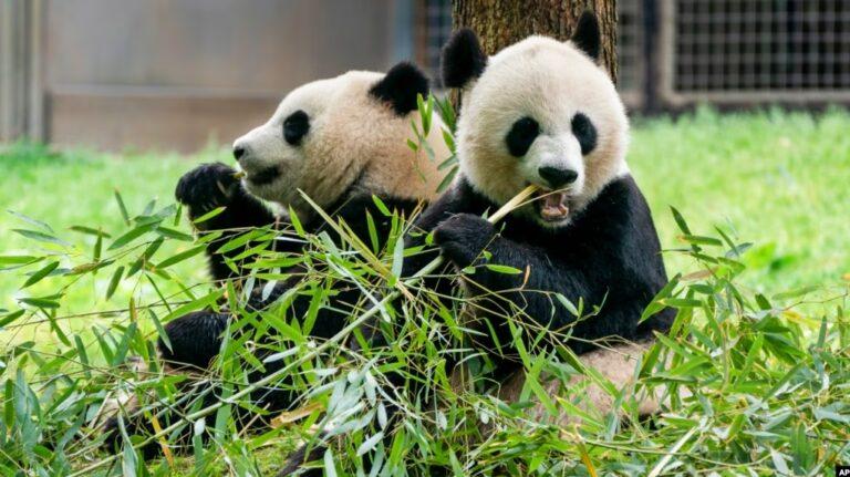 panda
