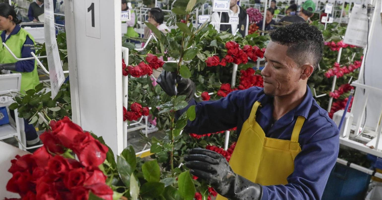 flores en colombia