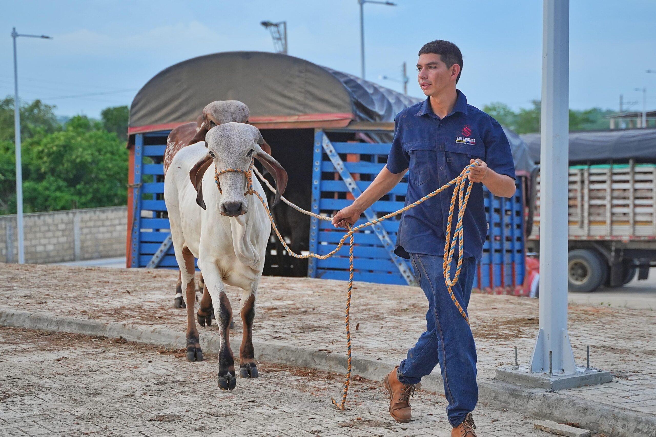 el ganado