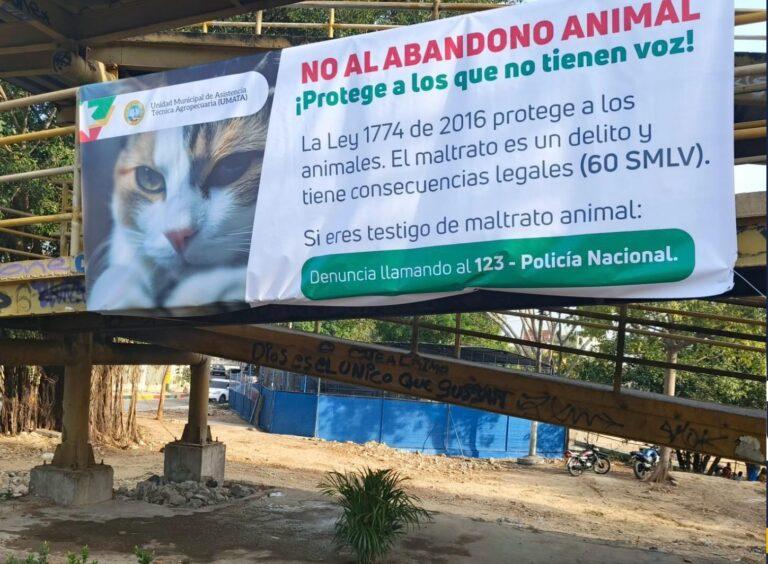 gaticos