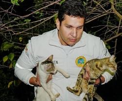 gatos en las manos