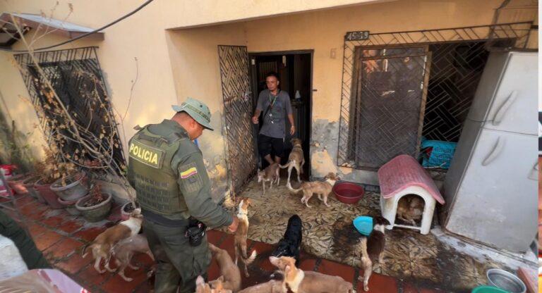 perros
