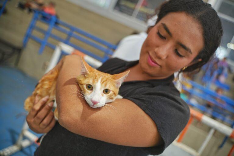 vacunando gaticos