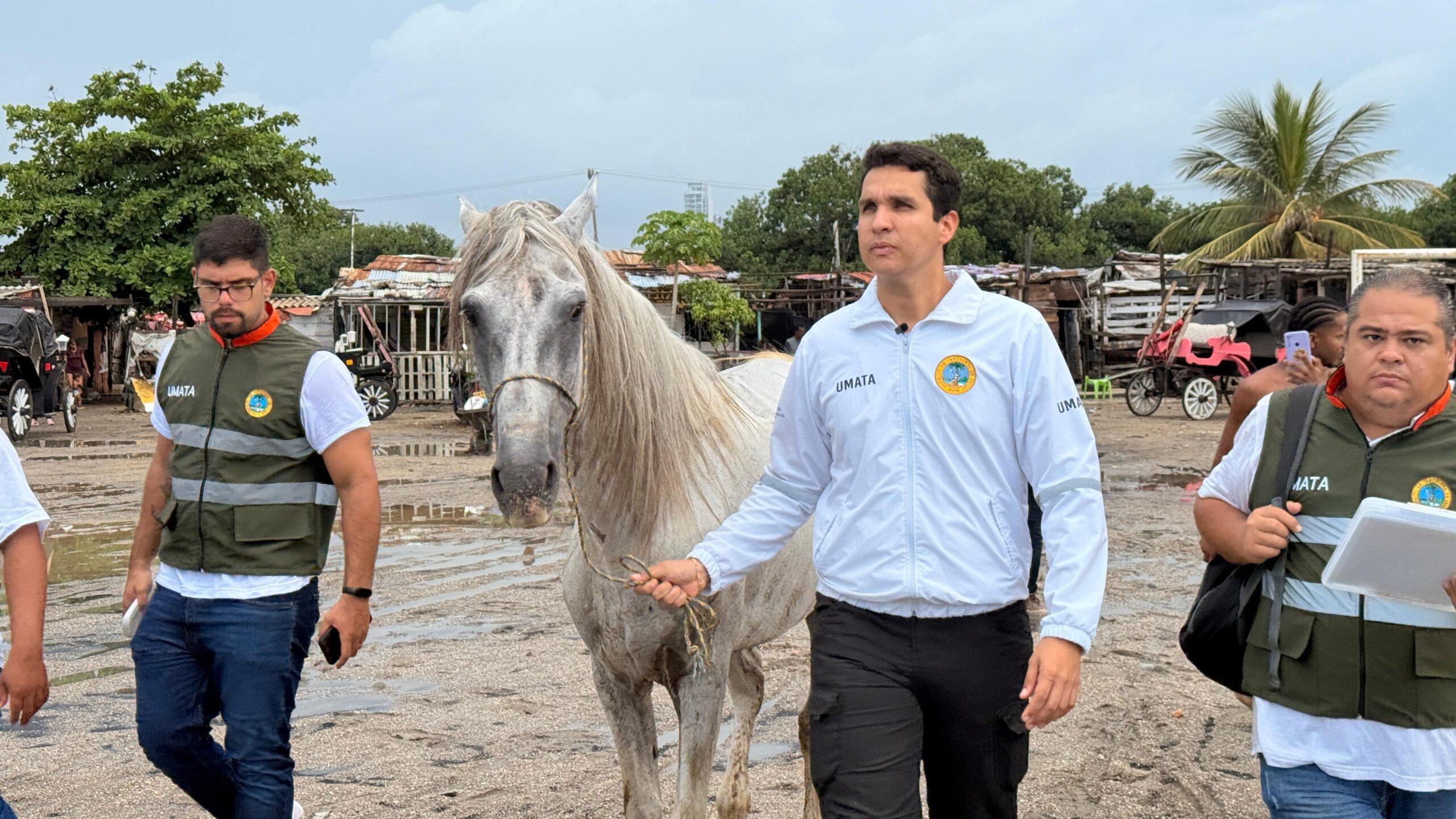 caballo umata