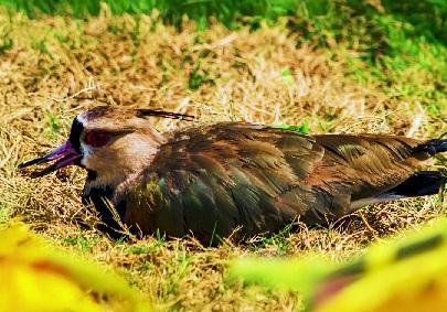 AVES BONITAS