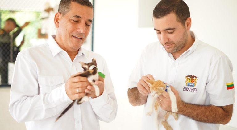 cuidando los animales