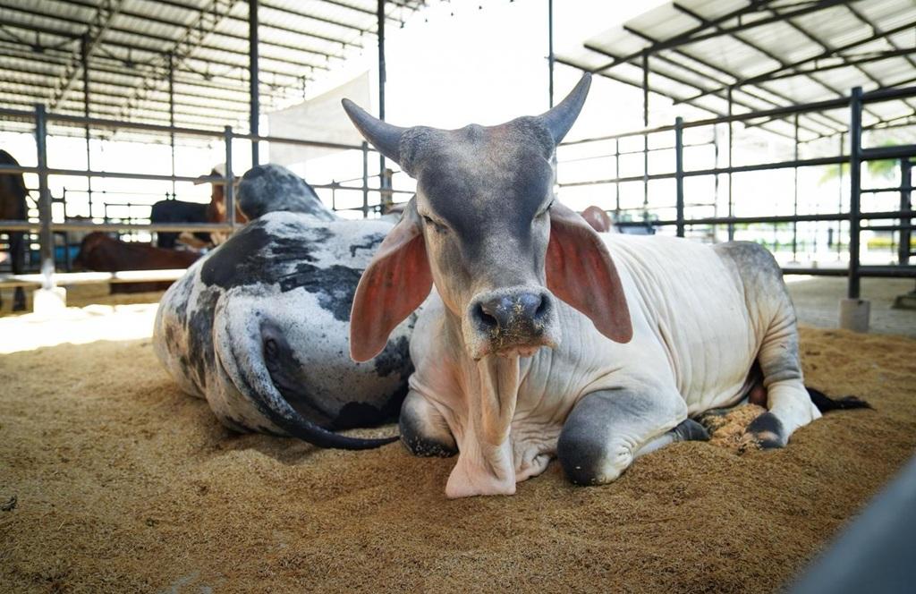 la vaca lola