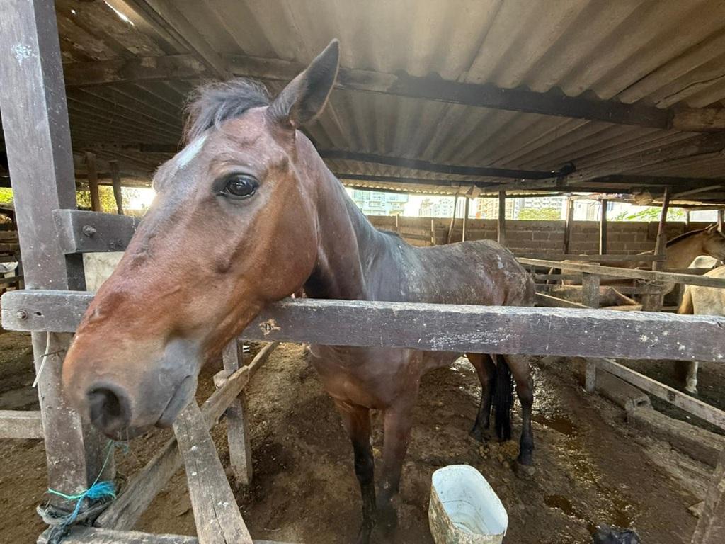 caballos ok