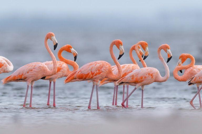 flamencos en la cienaga