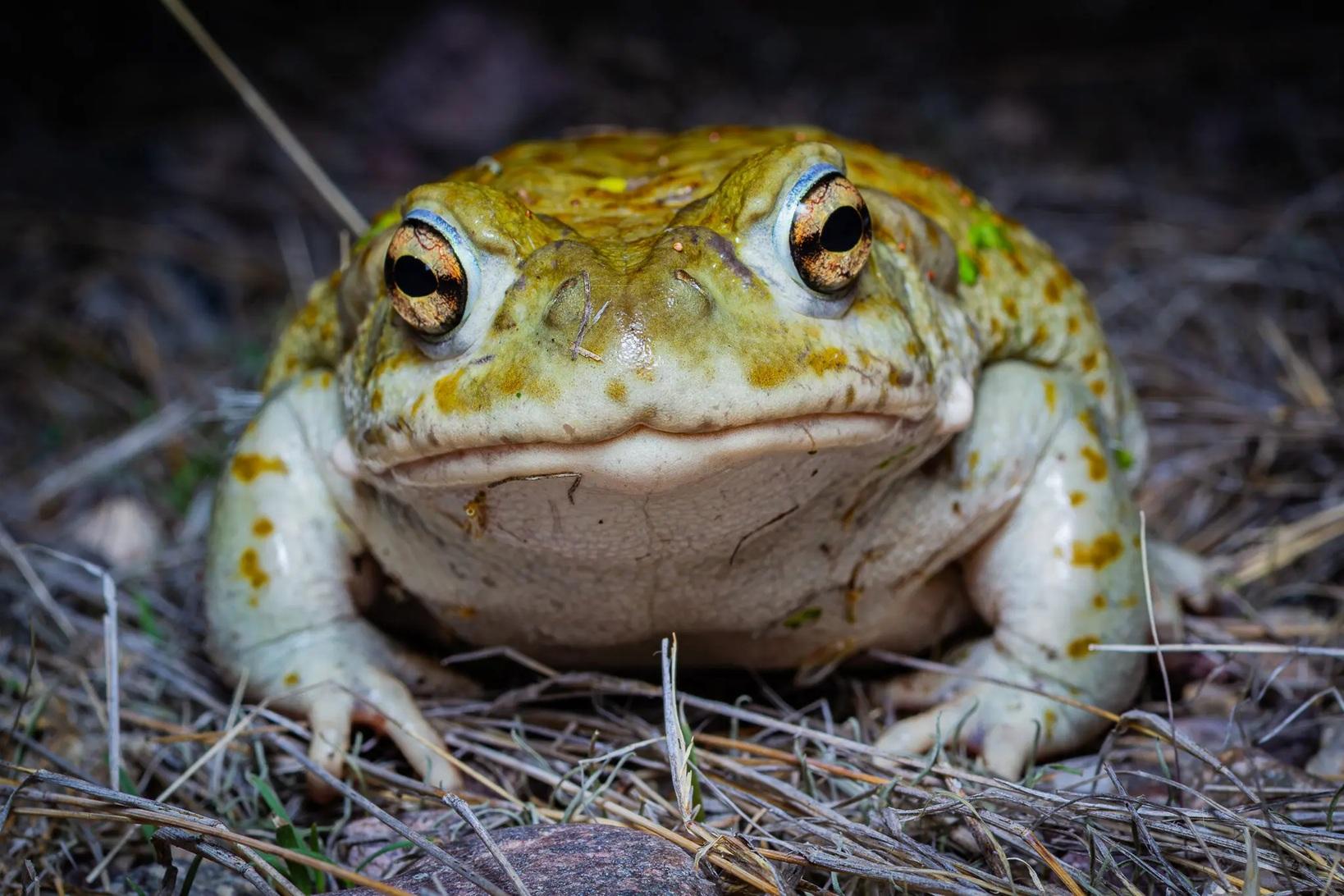 sapo