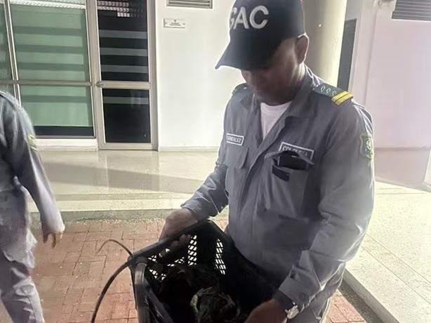 guardia ambiental