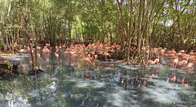mueren flamencos