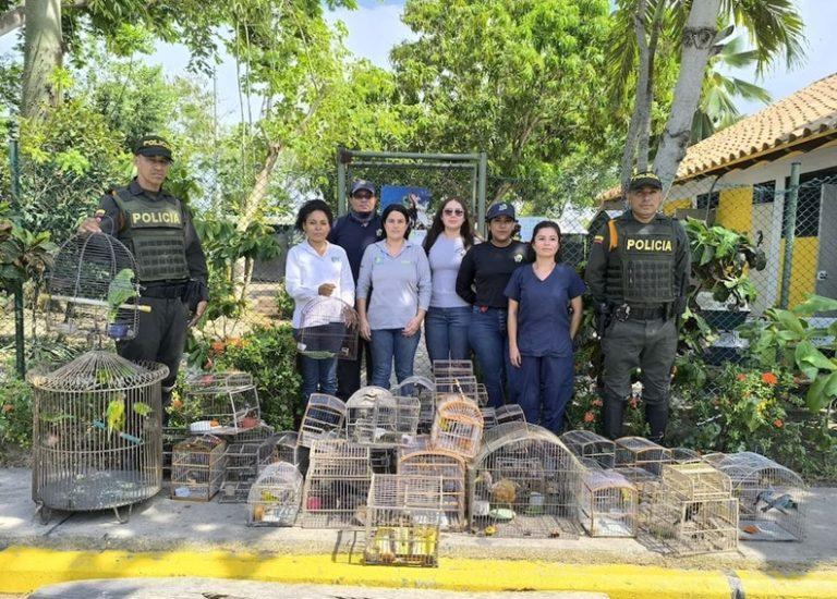 las jaulas en el piso