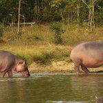 hipopotamos