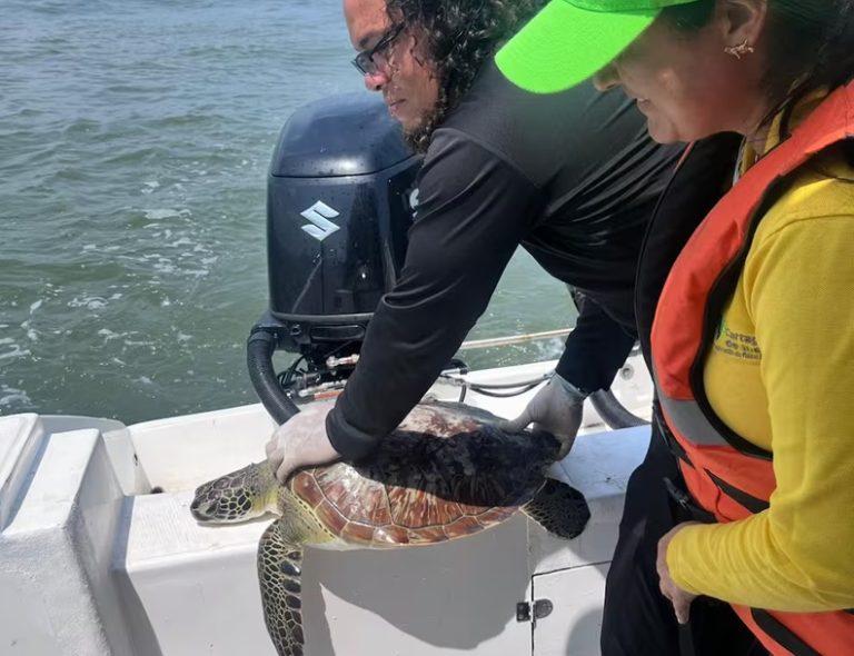 TORTUGA
