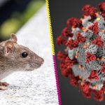 hantavirus