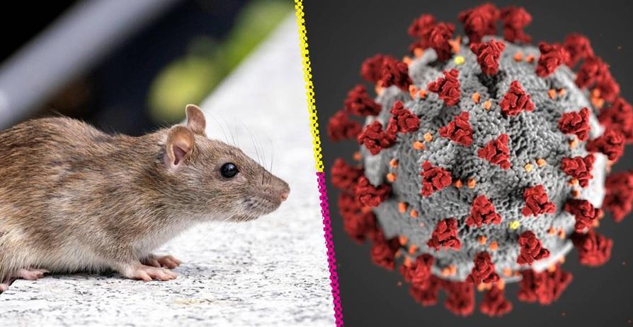 hantavirus