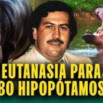 eutanasia