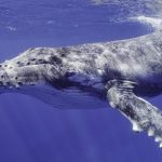el canto de las ballenas
