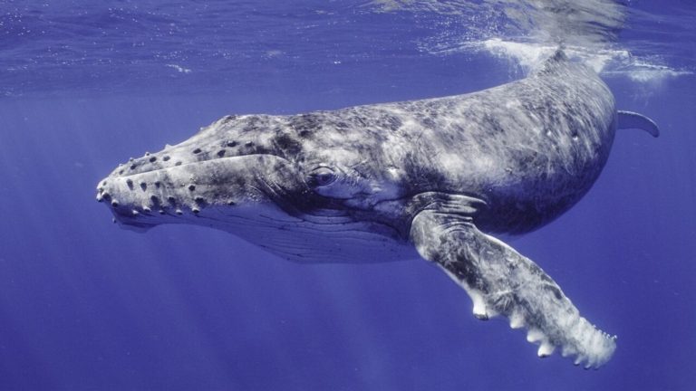 el canto de las ballenas