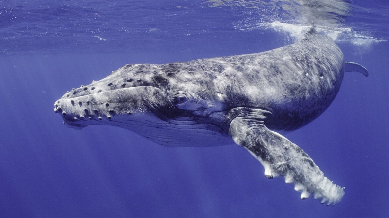 el canto de las ballenas